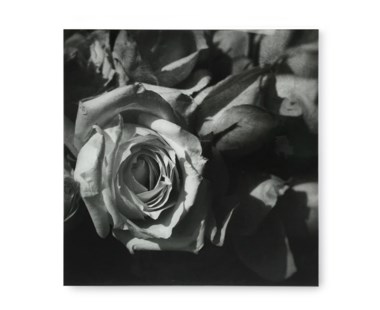Black & White Flower - Acrylic Dry Mount / G